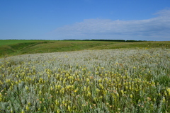 Melampyrum argyrocomum