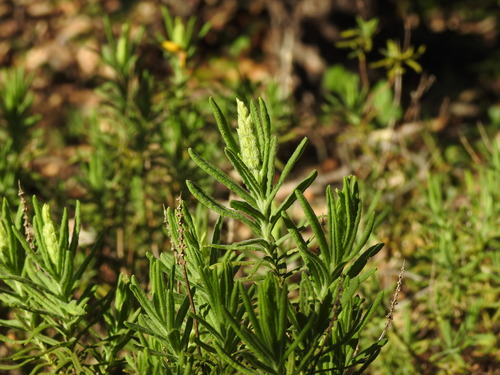 Yellow Lavender (Lavandula viridis)