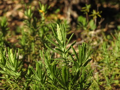 Lavandula viridis, photograph (c) Duarte Frade, some rights reserved (CC BY)