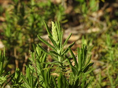 Lavandula viridis, photograph (c) Duarte Frade, some rights reserved (CC BY)