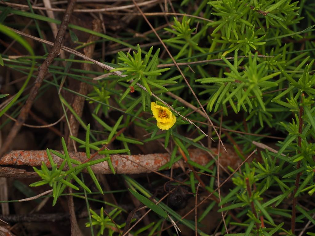 Hibbertia stricta; photograph (c) Lucas Christofides, some rights reserved (CC BY)