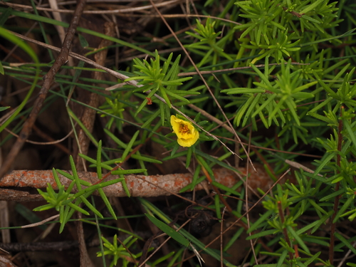 Hibbertia stricta
