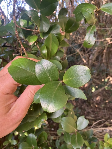 Myrsine chathamica, photograph 2