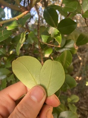 Myrsine chathamica, photograph author not stated, no rights reserved
