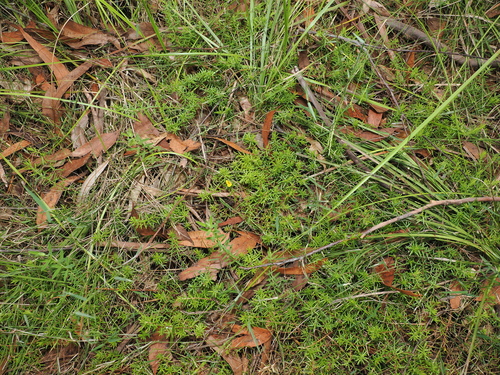 Hibbertia stricta, photograph 2