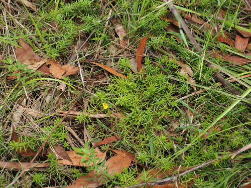 Hibbertia stricta, photograph 1
