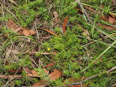 (c) Lucas Christofides, some rights reserved (CC BY) Hibbertia stricta, photograph (c) Lucas Christofides, some rights reserved (CC BY)