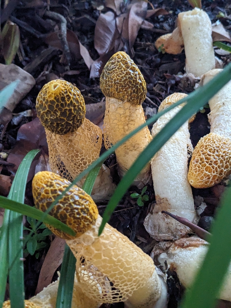 Phallus multicolor · March 2026 · photo: © holocene_matt (iNaturalist, cc-by)
