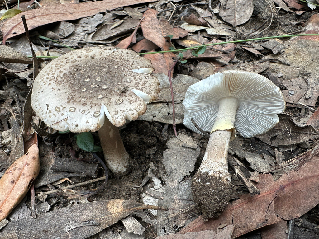 Amanita luteolovelata
