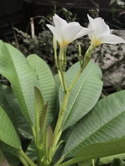 Plumeria obtusa