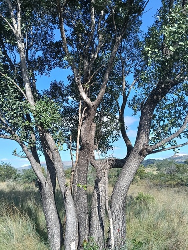 Sekhukhuni Bushman's Tea