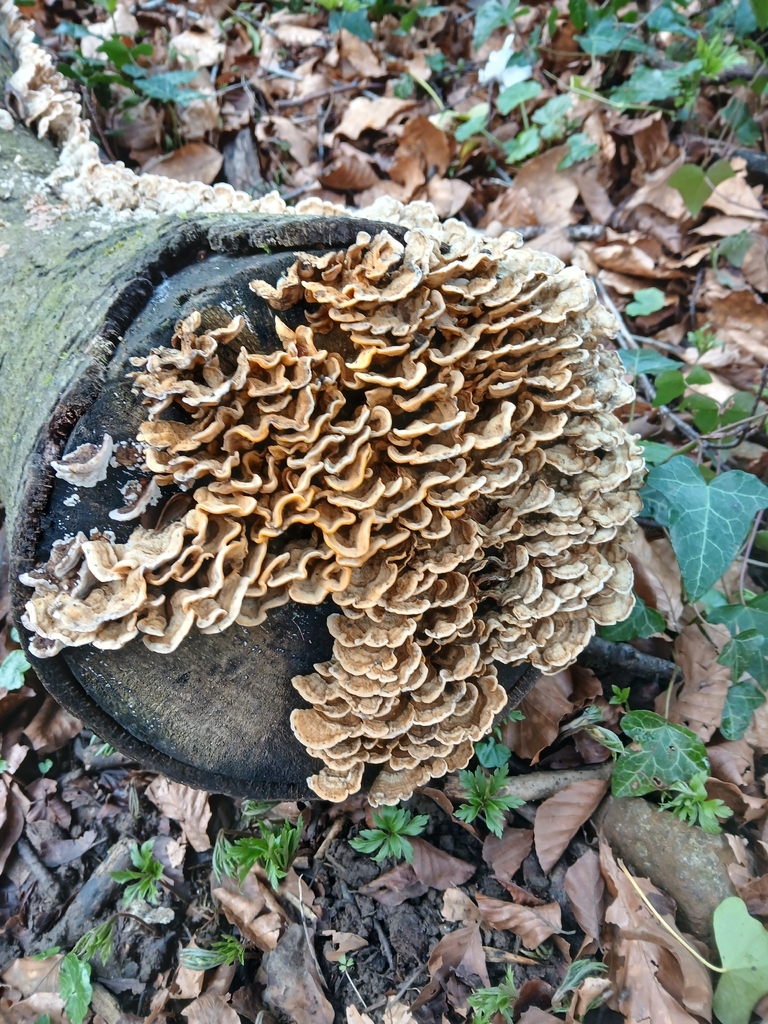 Stereum hirsutum · March 2026 · photo: © mrcol93 (iNaturalist, cc0)