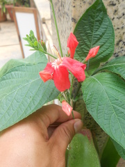 Ruellia sceptrum-marianum