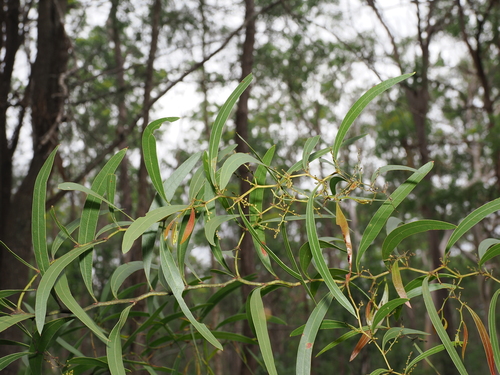 Zig-zag Wattle (Acacia macradenia)