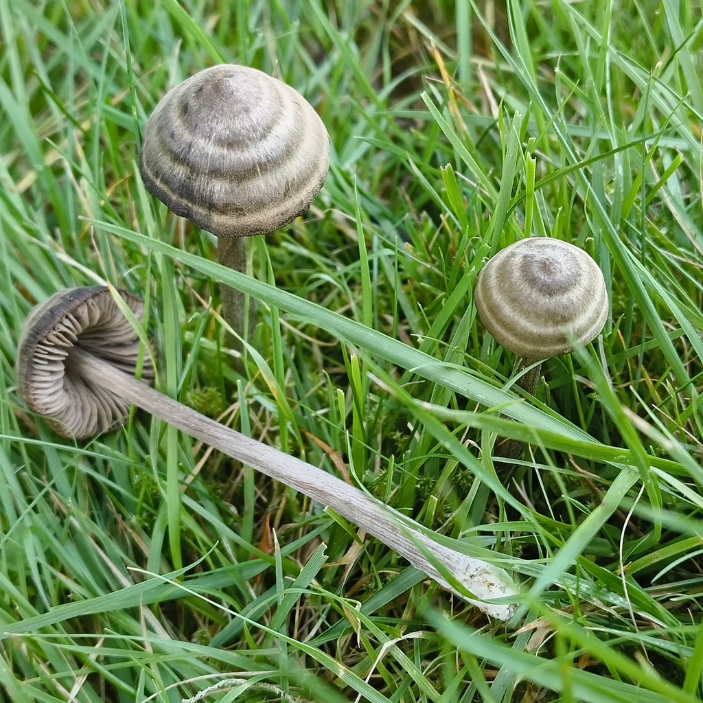 Entoloma perzonatum · March 2026 · photo: © zedt (iNaturalist, cc-by)