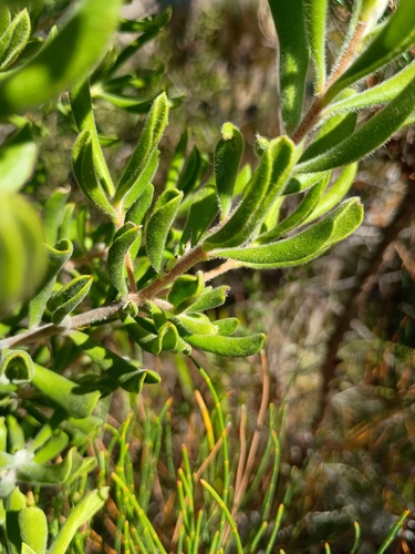 Hairy Geebung (Persoonia rigida)