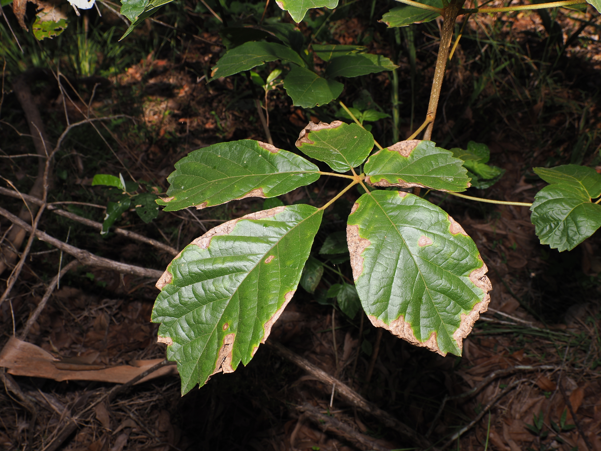 Golden Trumpet Tree (Handroanthus chrysotrichus)