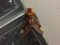 Citheronia bellavista