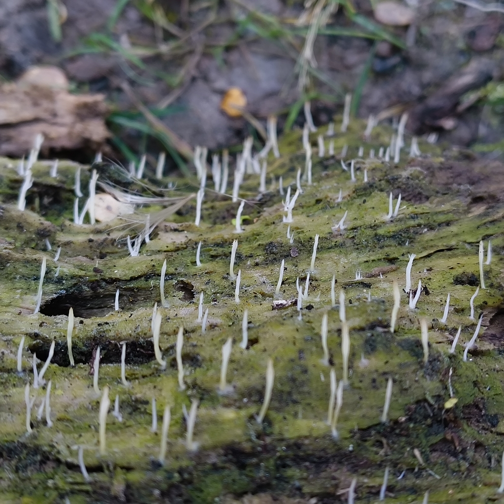 Multiclavula mucida · March 2026 · photo: © zedt (iNaturalist, cc-by)