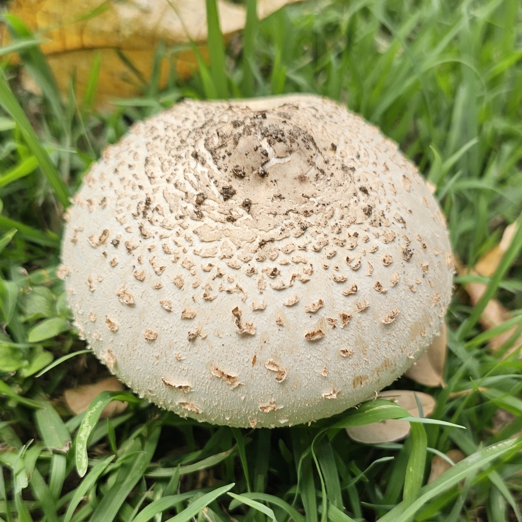 Chlorophyllum molybdites · March 2026 · photo: © natashataylor (iNaturalist, cc-by-nc)