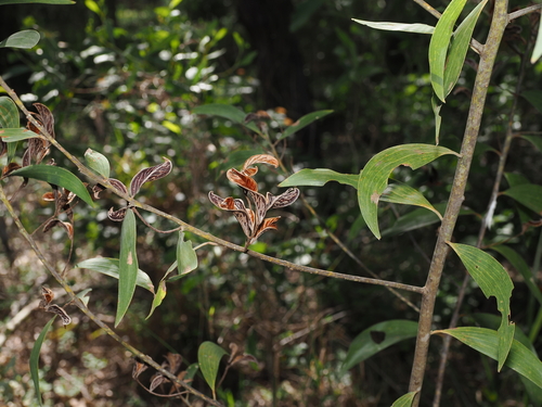 Southern Salwood (Acacia disparrima)
