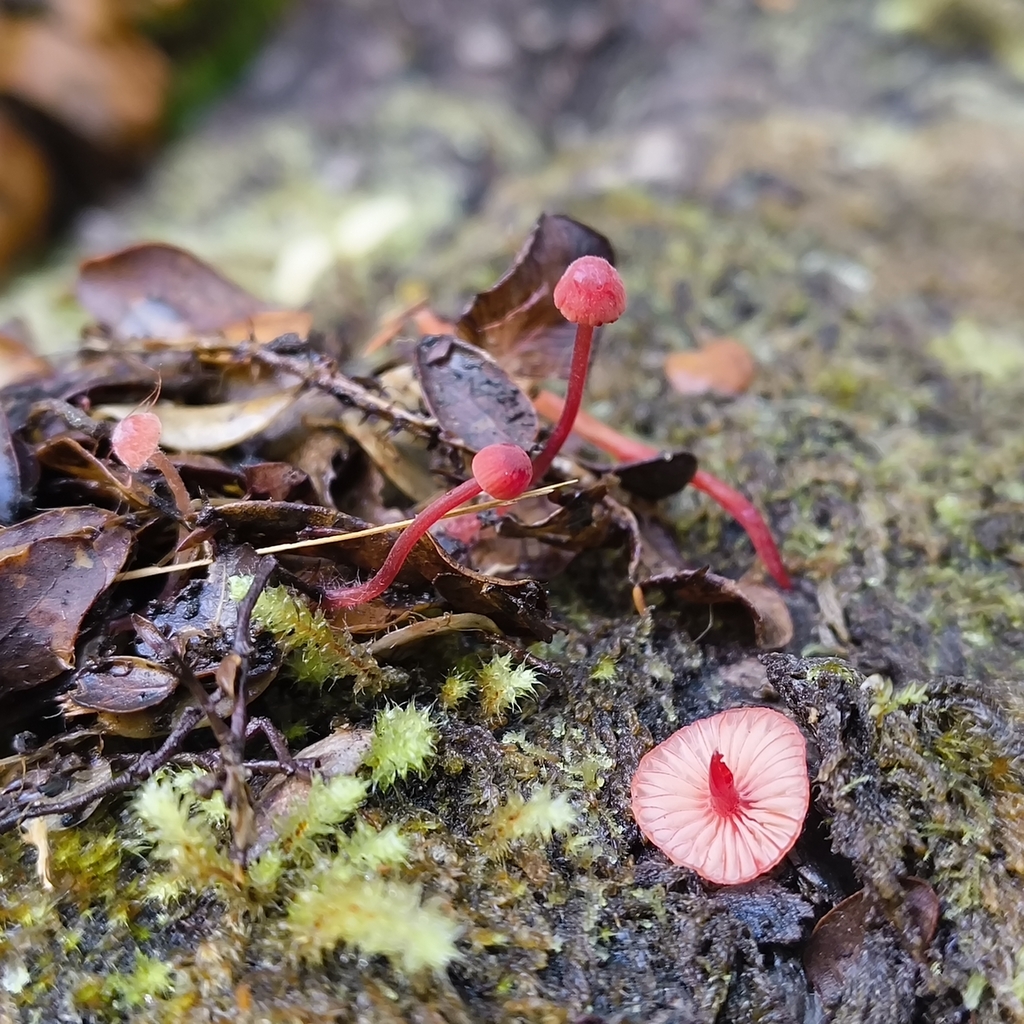 Mycena ura · March 2026 · photo: © zedt (iNaturalist, cc-by)