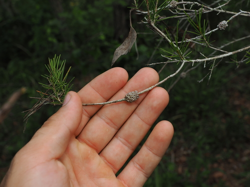prickly-leaved paperbark (Melaleuca nodosa)