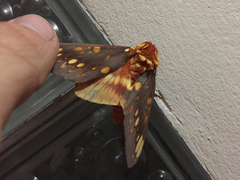 Citheronia bellavista