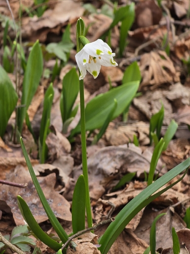 Spring Snowflake