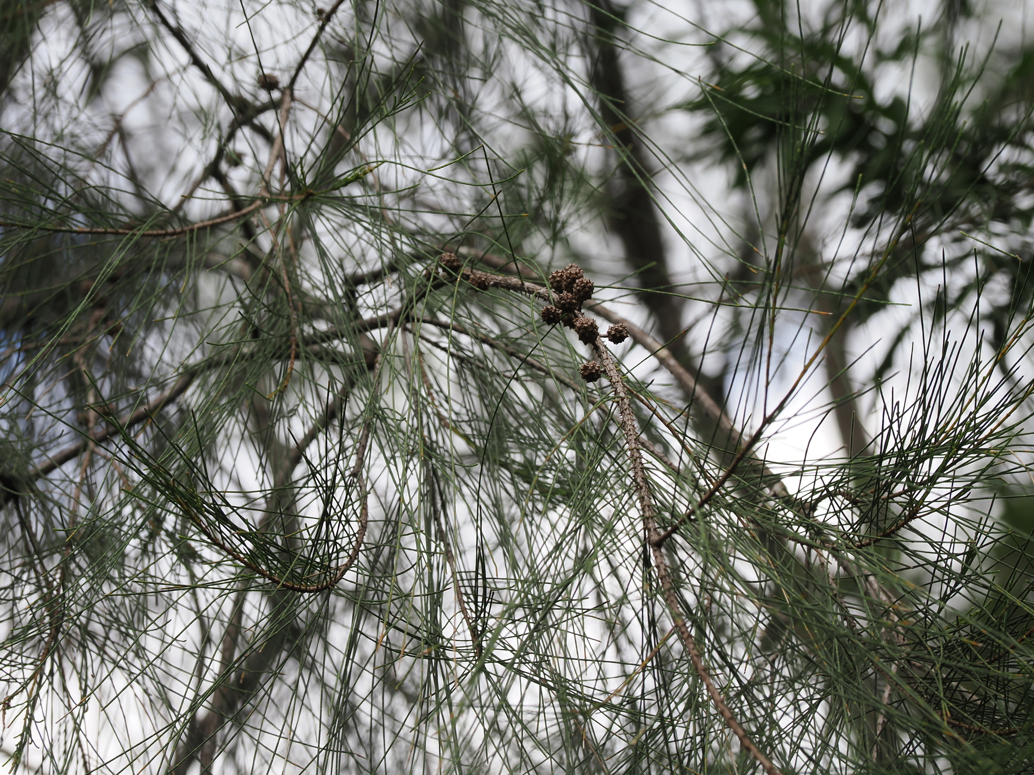 Swamp Sheoak (Casuarina glauca)