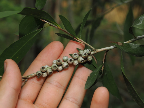 Willow bottlebrush (Melaleuca salicina)