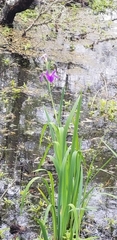 Iris giganticaerulea