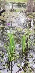Iris giganticaerulea