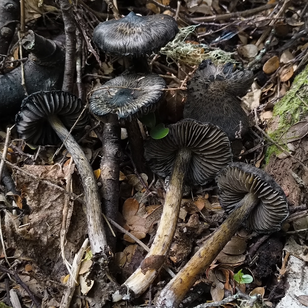 Hygrocybe astatogala · March 2026 · photo: © zedt (iNaturalist, cc-by)