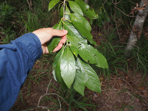 Pittosporum tinifolium, photograph 6