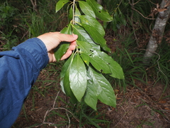 Pittosporum tinifolium, photograph (c) Lucas Christofides, some rights reserved (CC BY)
