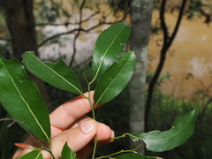 Cryptocarya microneura, photograph (c) Lucas Christofides, some rights reserved (CC BY)