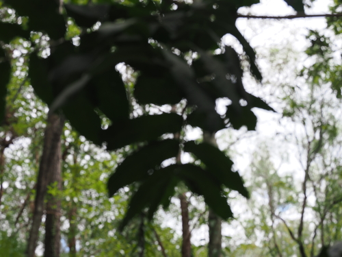 Flindersia schottiana, photograph 1