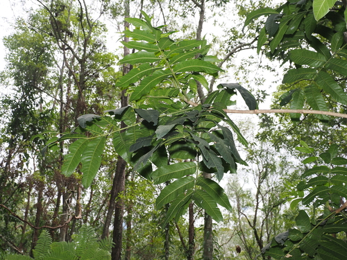 Cudgerie (Flindersia schottiana)