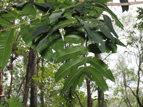 Flindersia schottiana, photograph 2