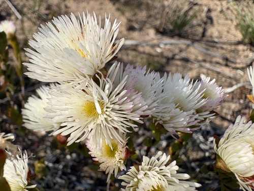 Bredasdorp Spoonfig (Erepsia polypetala)