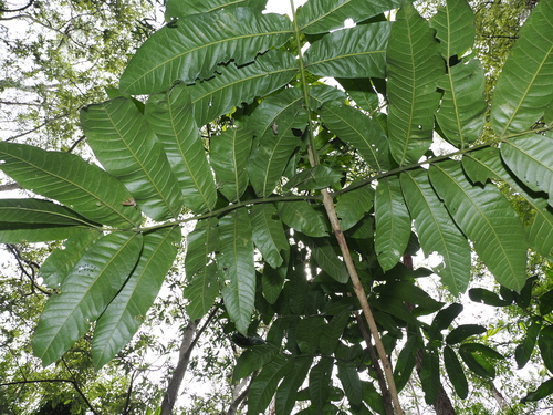 Flindersia schottiana, photograph 5