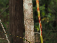 (c) Lucas Christofides, some rights reserved (CC BY) Flindersia schottiana, photograph (c) Lucas Christofides, some rights reserved (CC BY)