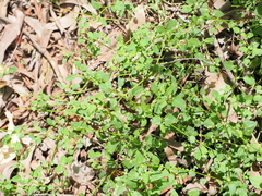 Chenopodium trigonon, photograph (c) Lucas Christofides, some rights reserved (CC BY)