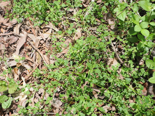 Chenopodium trigonon, photograph 4