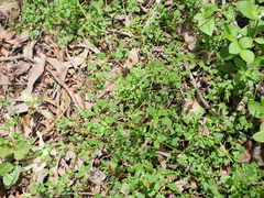 Chenopodium trigonon, photograph (c) Lucas Christofides, some rights reserved (CC BY)