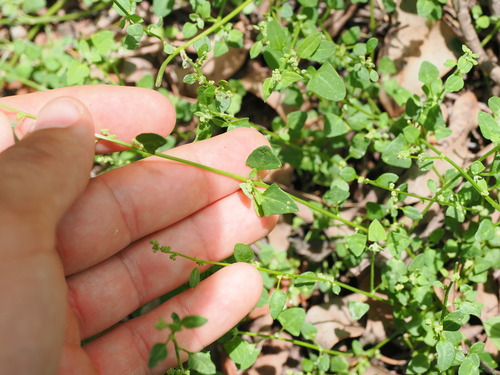 fishweed (Chenopodium trigonon)