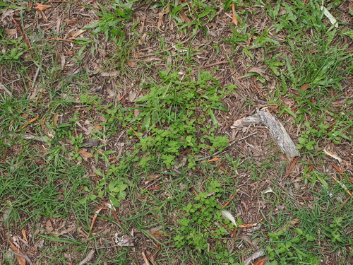 Chenopodium trigonon, photograph 3
