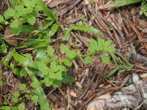 Keeled Goosefoot (Dysphania carinata)