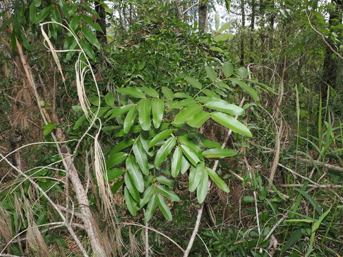 Leichhardt Bean (Cassia brewsteri)